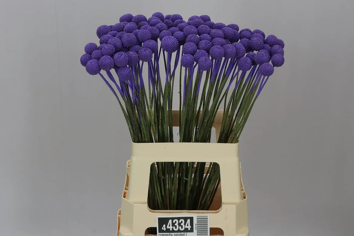 Craspedia farbená Lilac • 60 cm