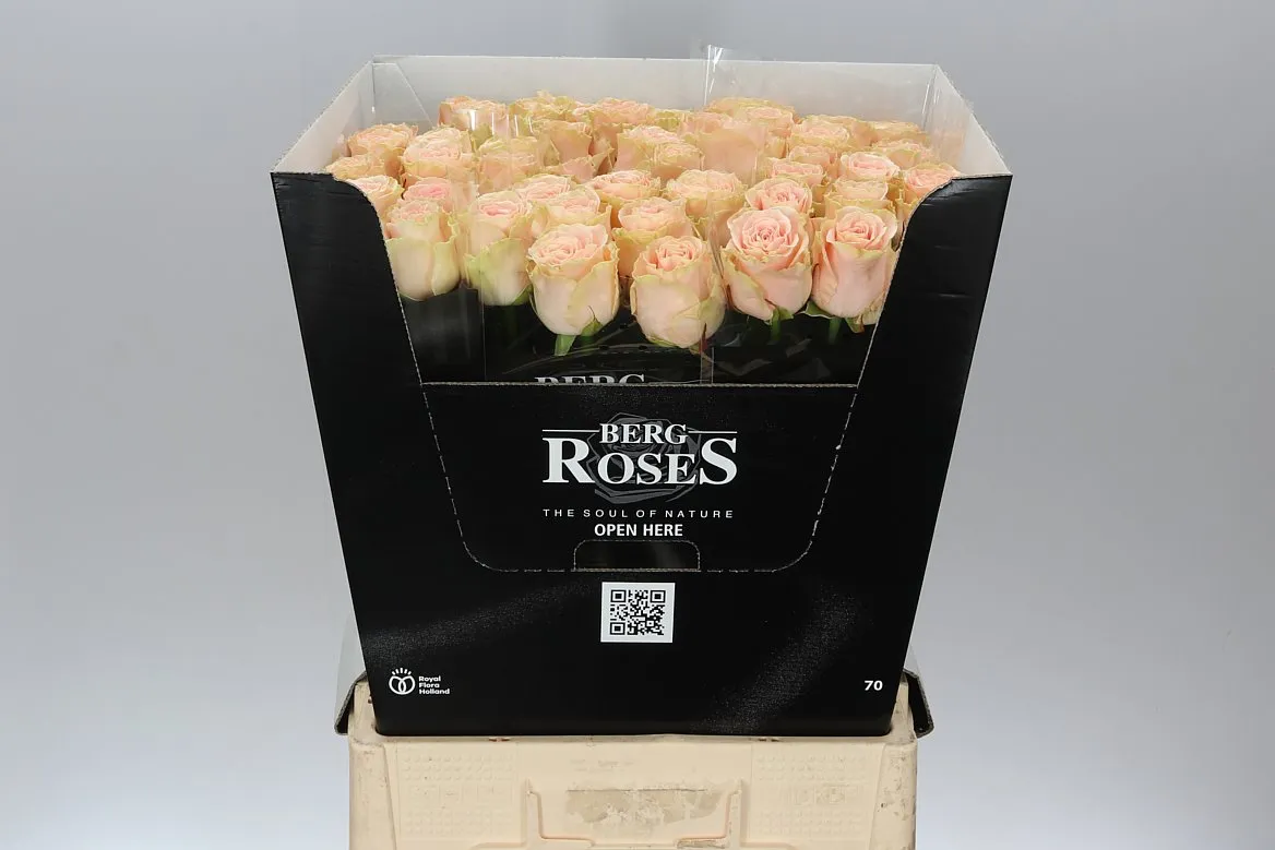 Ruža Doris Day • 70 cm