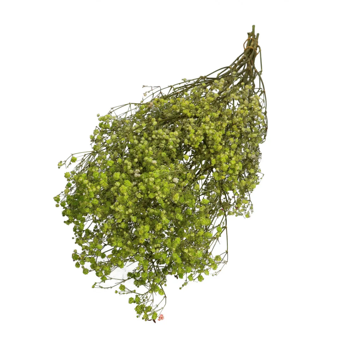Sušená gypsomilka zelená 70 cm, 50 g