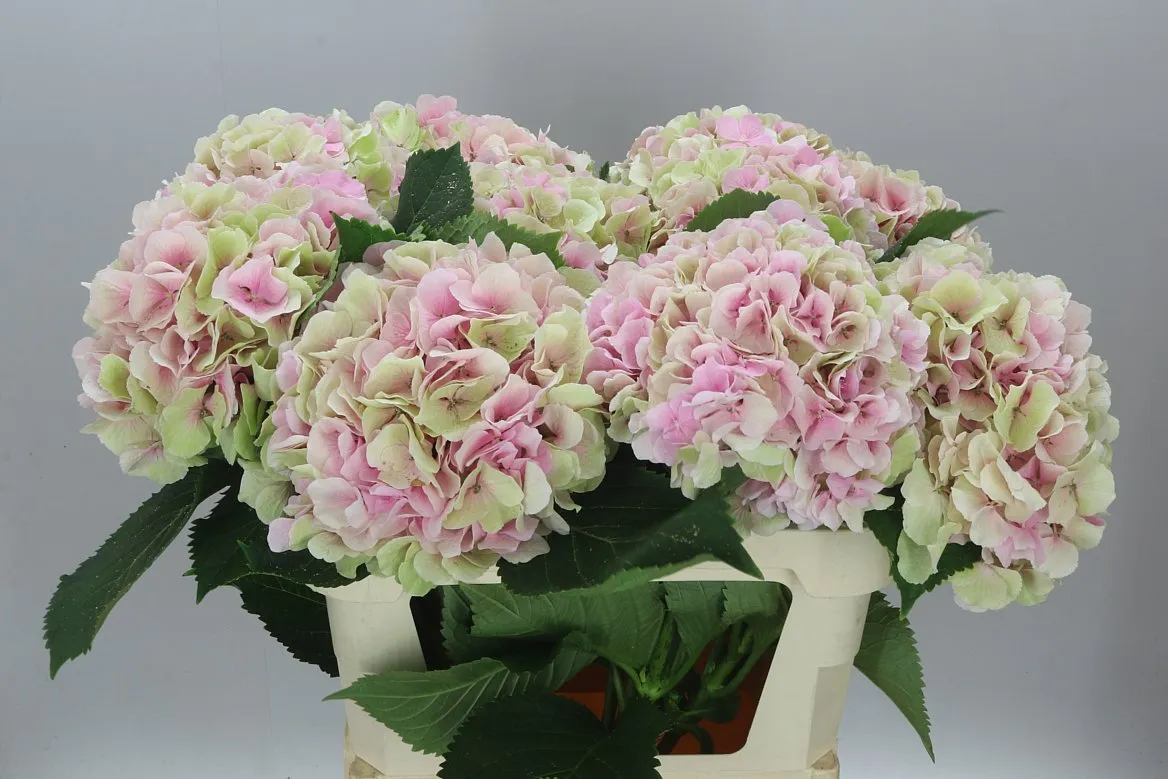 Hyd Verena Pink Classic • 80 cm
