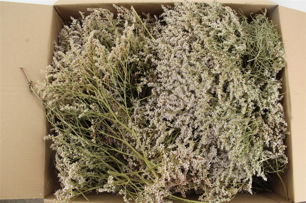Tataricum 2 Kilo Box • 30 cm