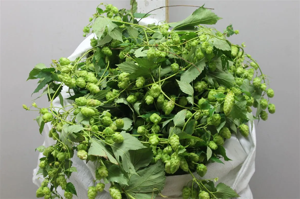 Hoppe Humulus Dried 5 Meter • 500 cm