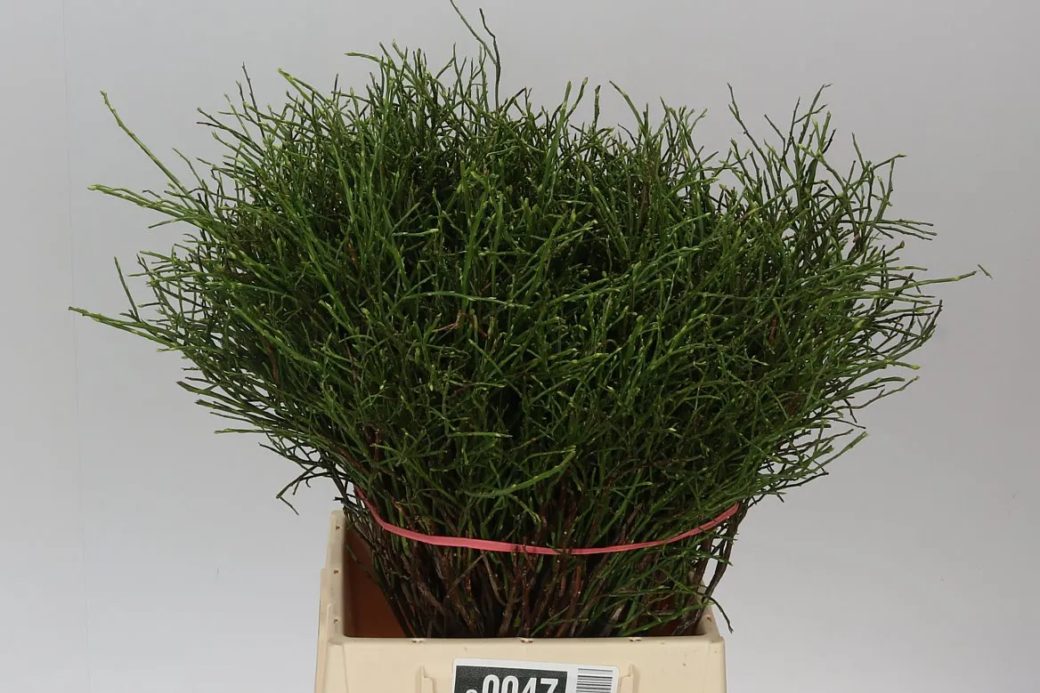 Vaccinium Huckleberr