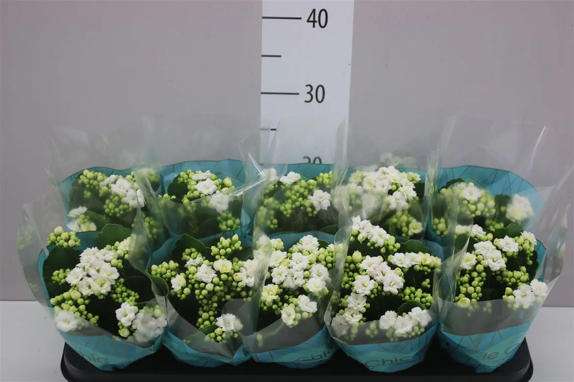 Kalanchoe Rosalina Wit Rijp • črepník 10,5 cm