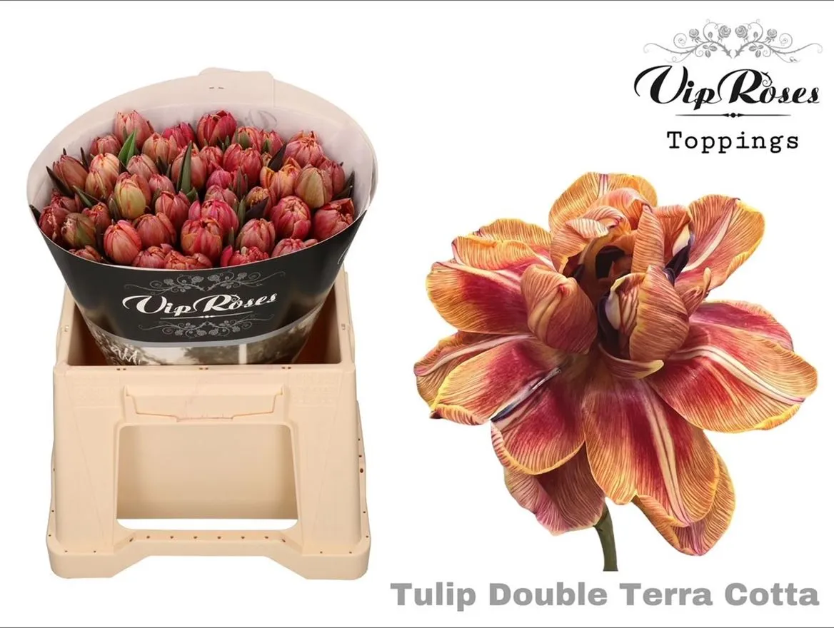 Tulipa Vip Du Terracotta