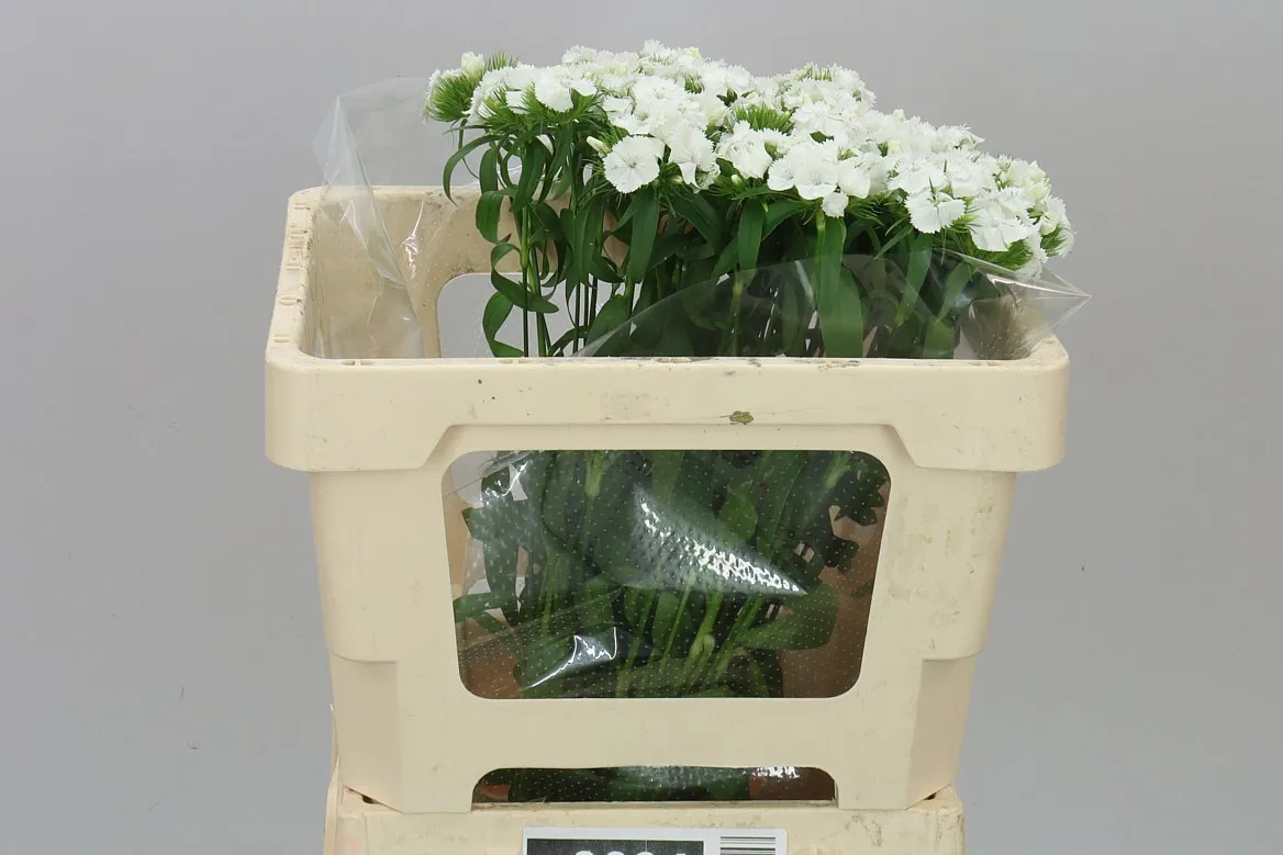 Di Barb White • 50 cm