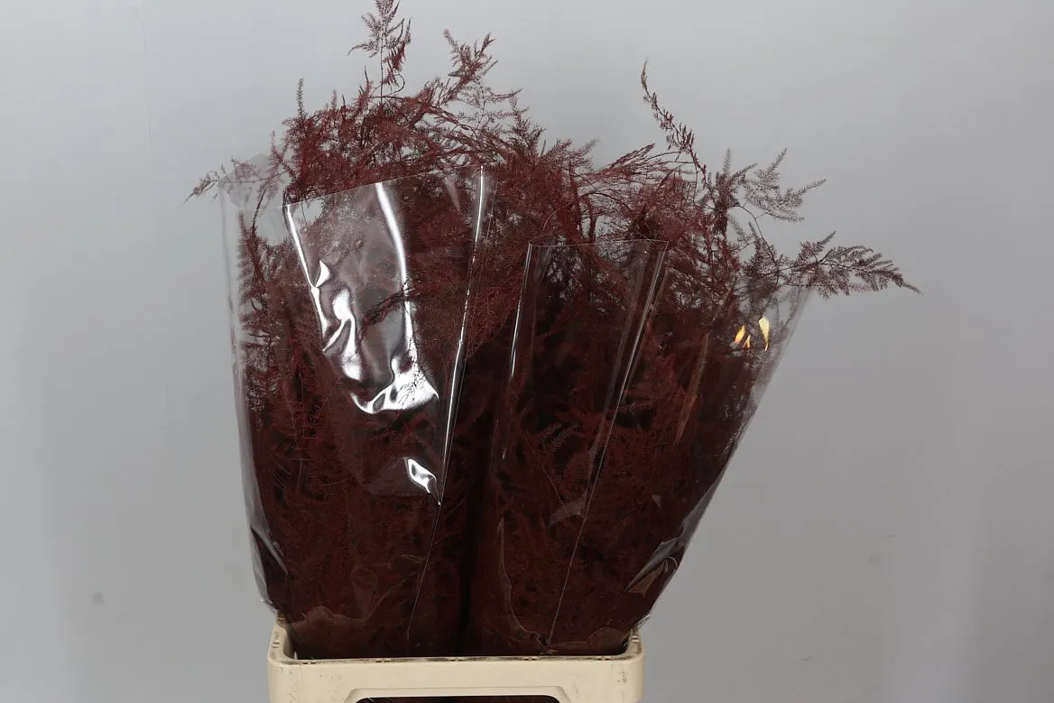 Asparágus Extra Veren Bordeaux • 65 cm