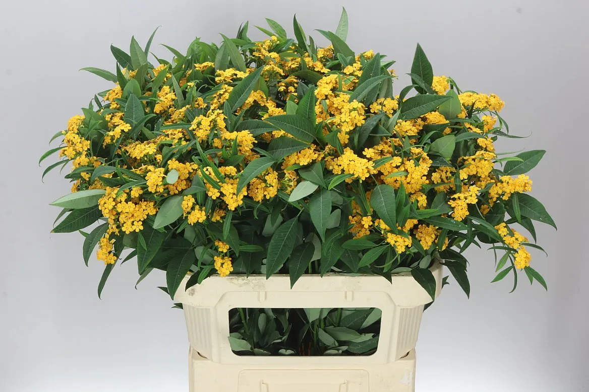 Euphorbia F T Cream Yellow River • 80 cm