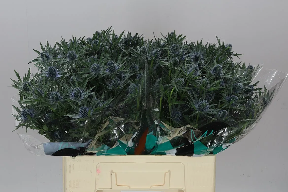 Eryngium Orion • 60 cm