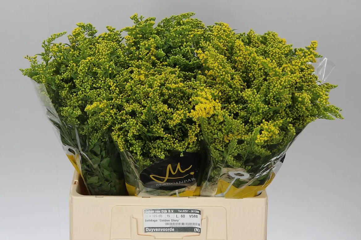 Solidago Golden Glory • 60 cm