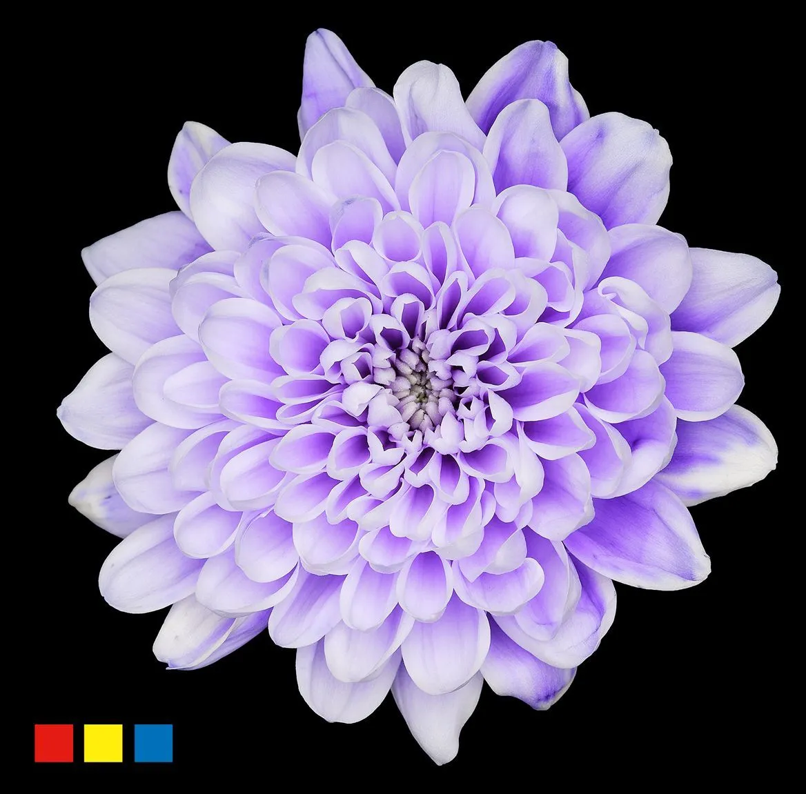 Chryzantéma trsová Altaj Pastel Lilac • 70 cm