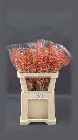 Ilex Winter Gold • 80 cm