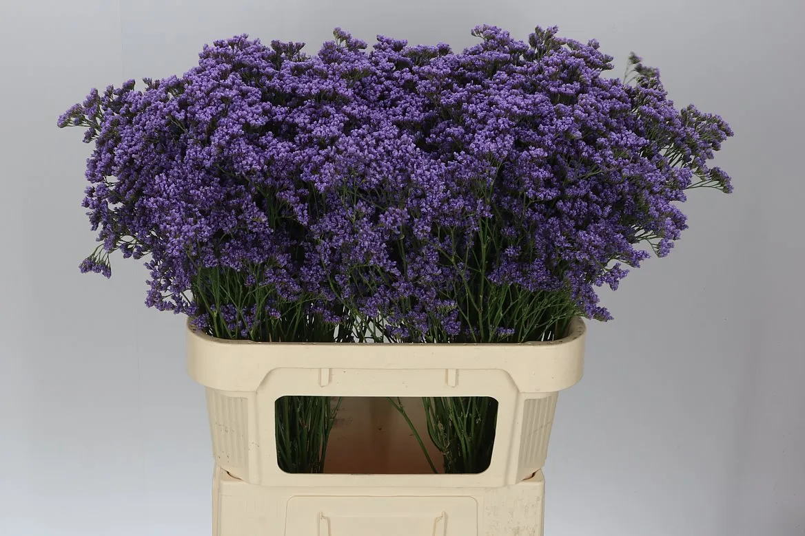 Limónium Maine Blue Imp • 80 cm