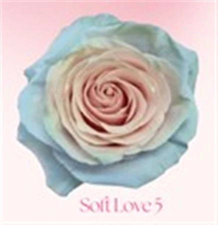 Ruža farbená Soft Love 5, Ekvádor • 50 cm