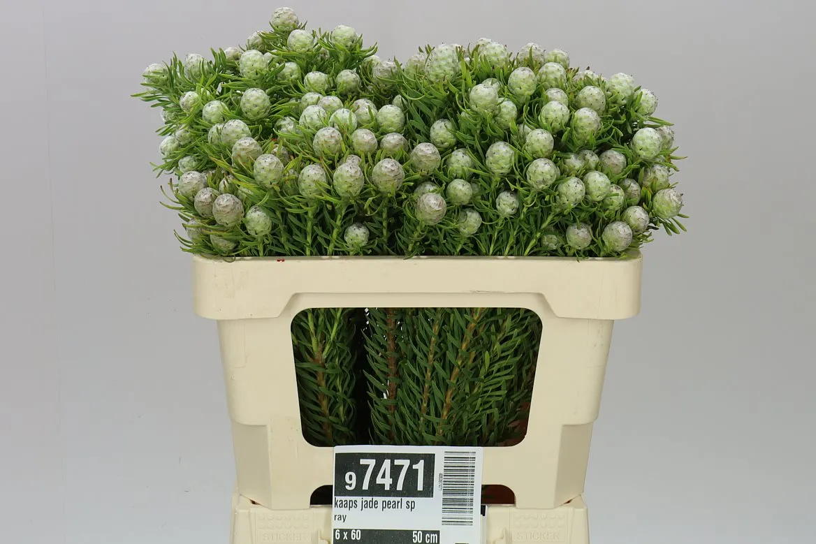 Kaaps Jade Pearl Spray • 50 cm