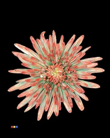 Chryzantéma veľkokvetá Topspin Tropicana • 70 cm