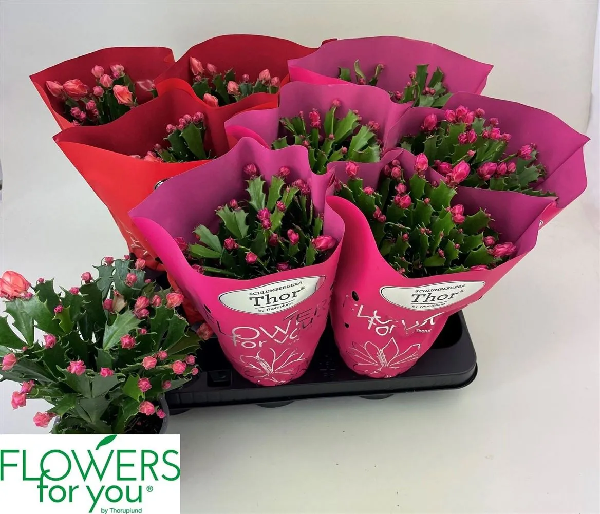 Schlumbergera mix 2 Kleuren Wild • črepník 11 cm