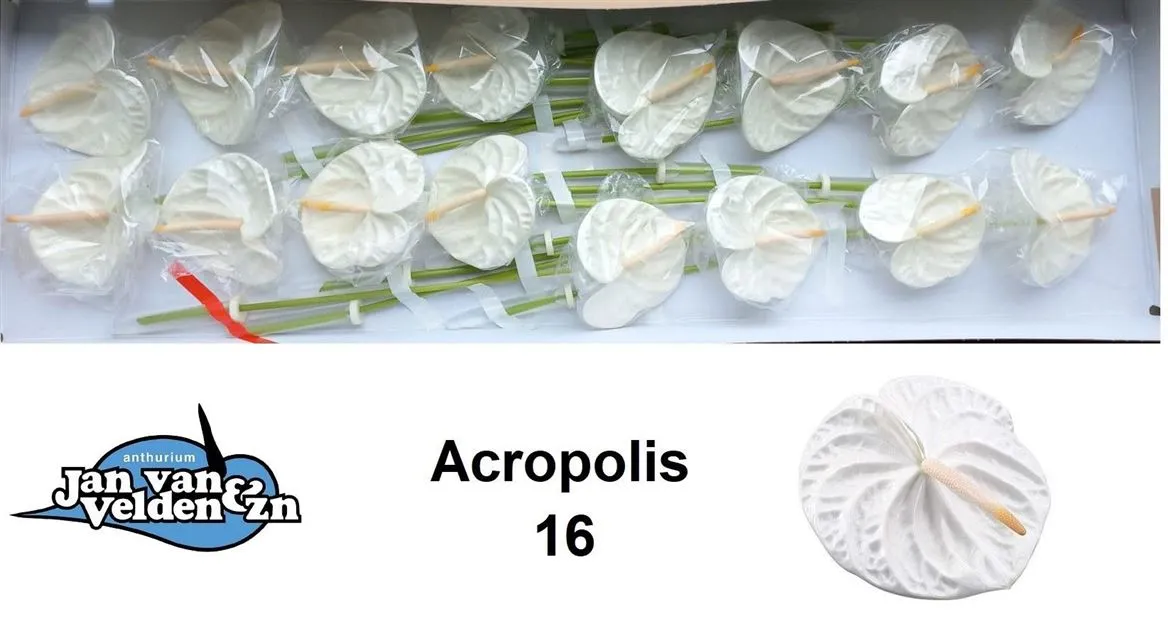 Anth Acropolis