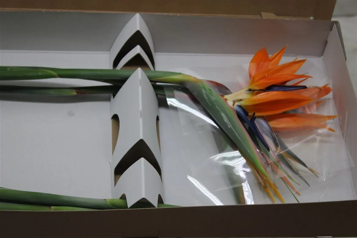 Strelitzia Holland X8 • 70 cm