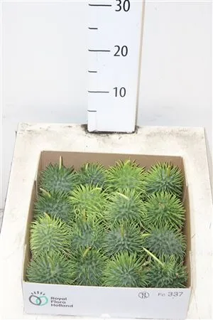 Cucumis Hirsutus