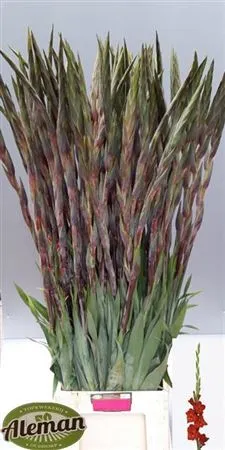 Glad Chinon • 120 cm