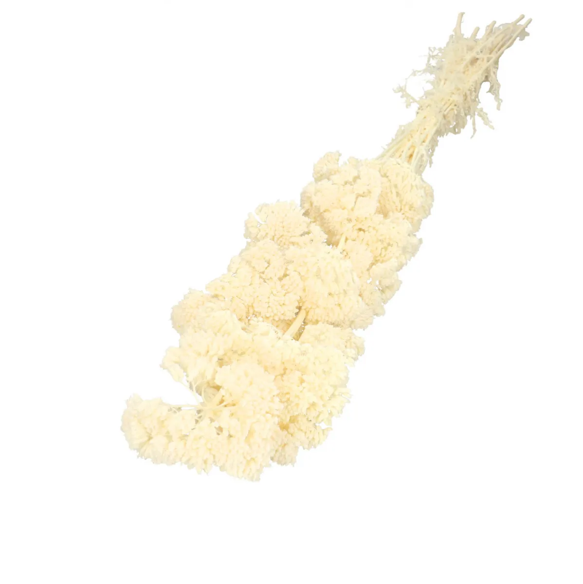 Sušený rebríček žltý 65 cm