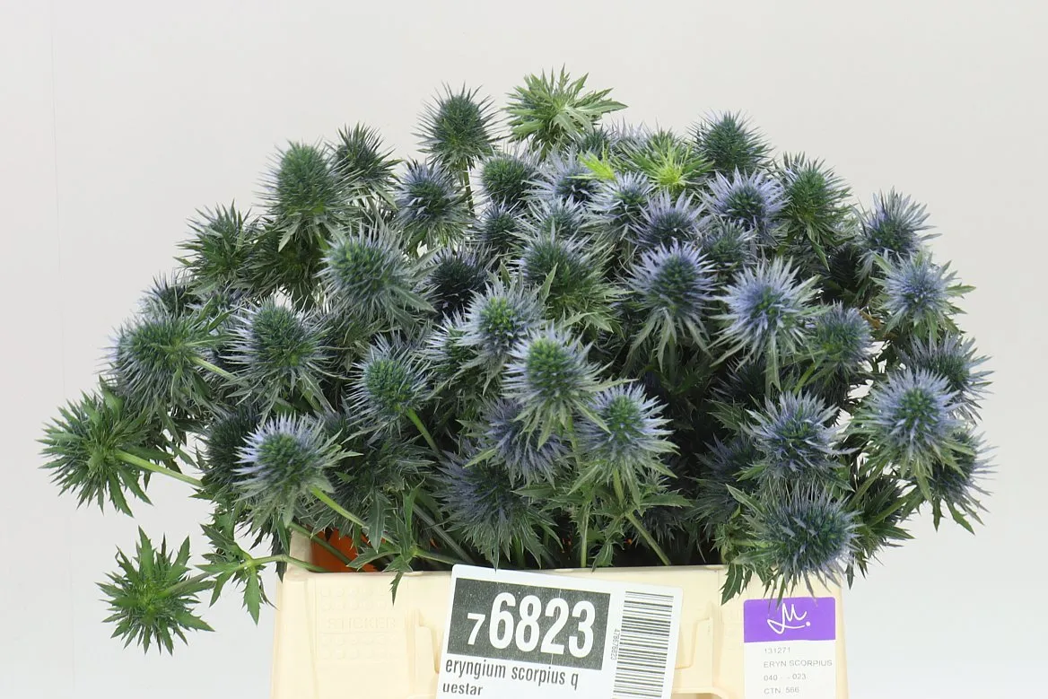 Eryngium Scorpius Questar • 40 cm