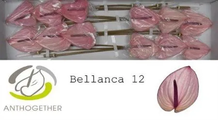 Anth Bellanca