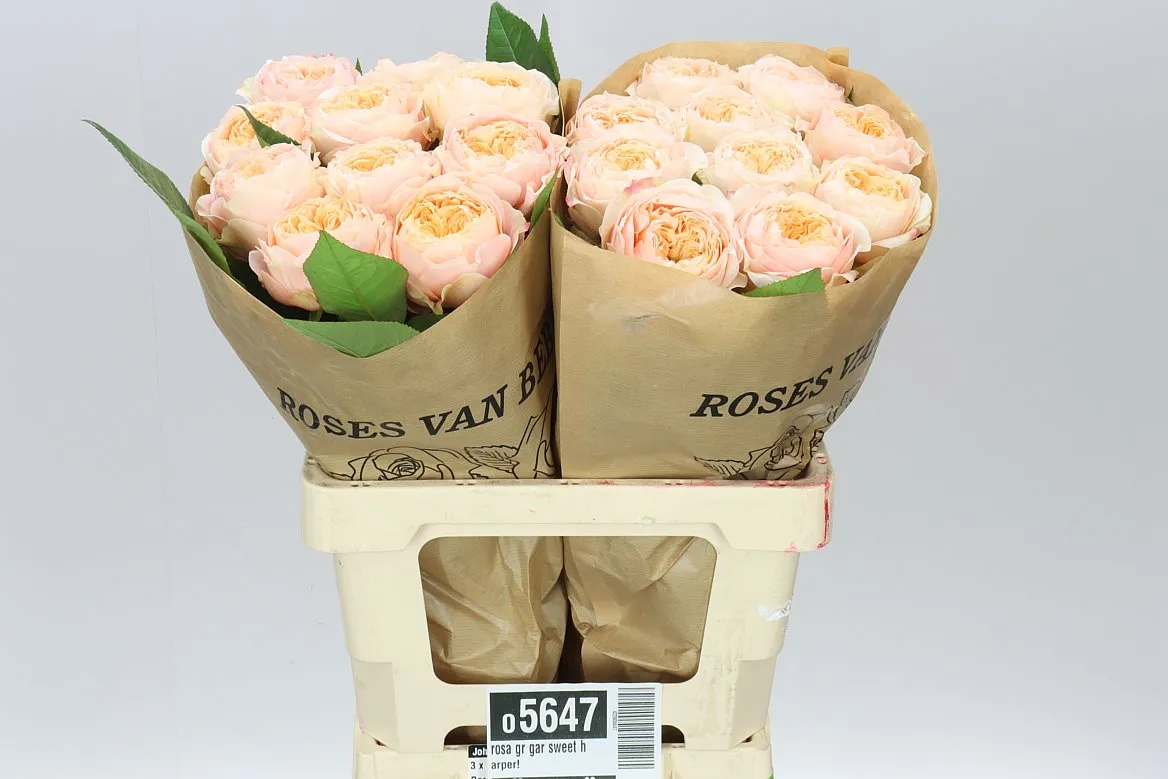 Ruža záhradná Sweet Harper! • 50 cm