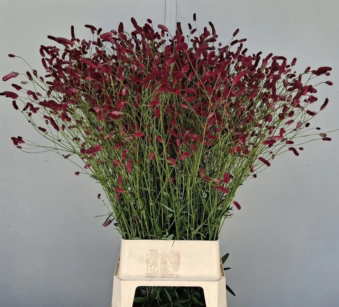 Sanguisorba Off Dark • 105 cm