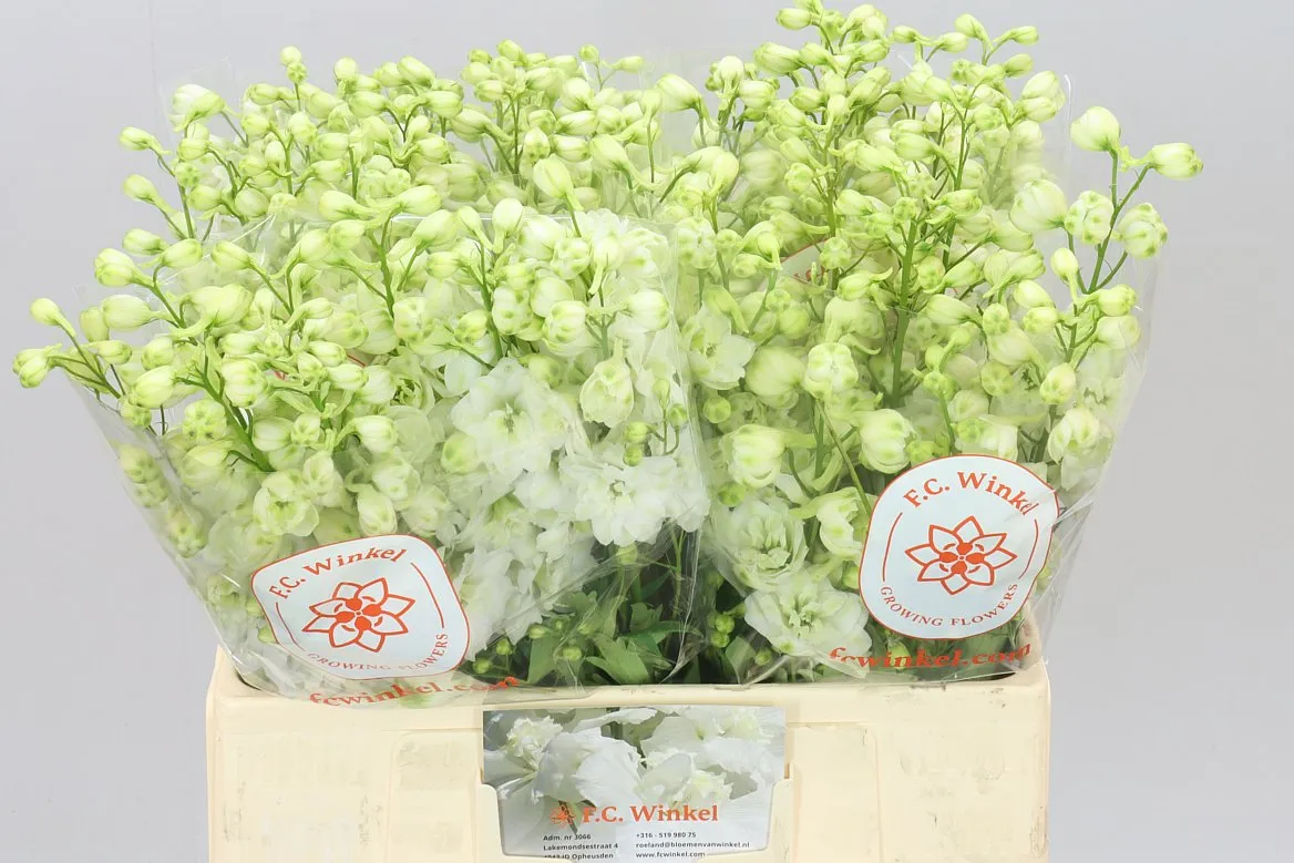 Stračonôžka Elatum Centurion White • 60 cm