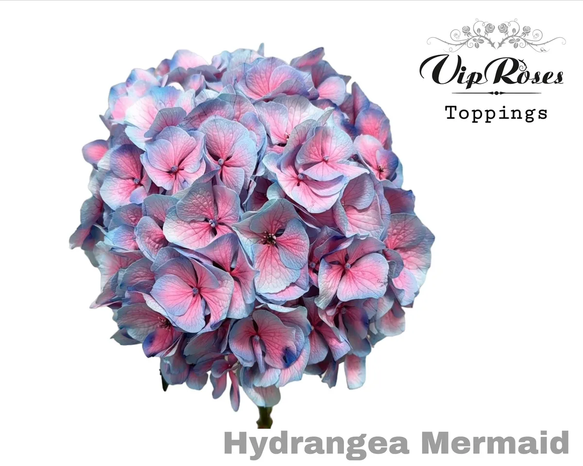 Hydr M Mermaid 60 Cm • 60 cm