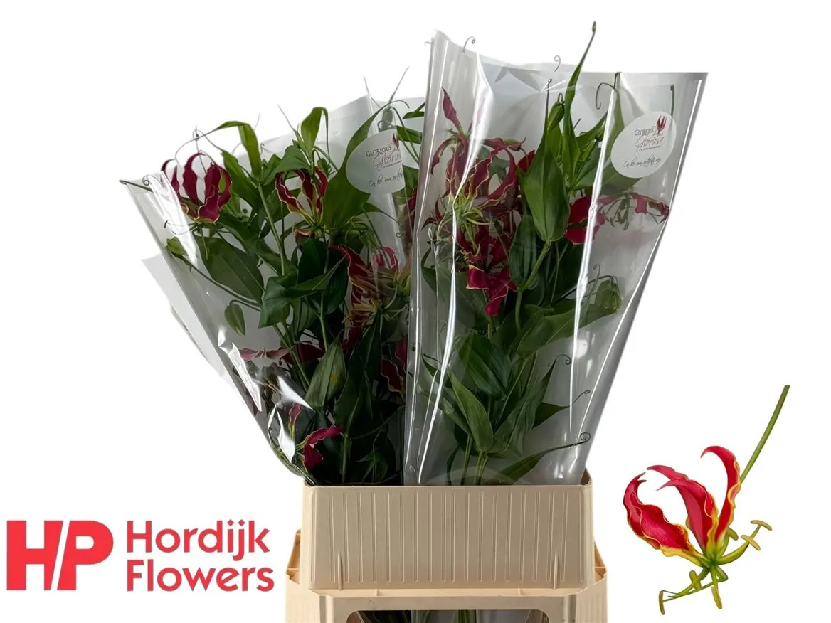 Gloriosa Long • 90 cm