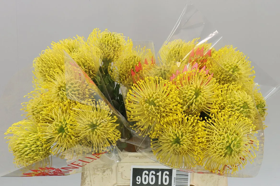 Leucospermum High Gold • 40 cm