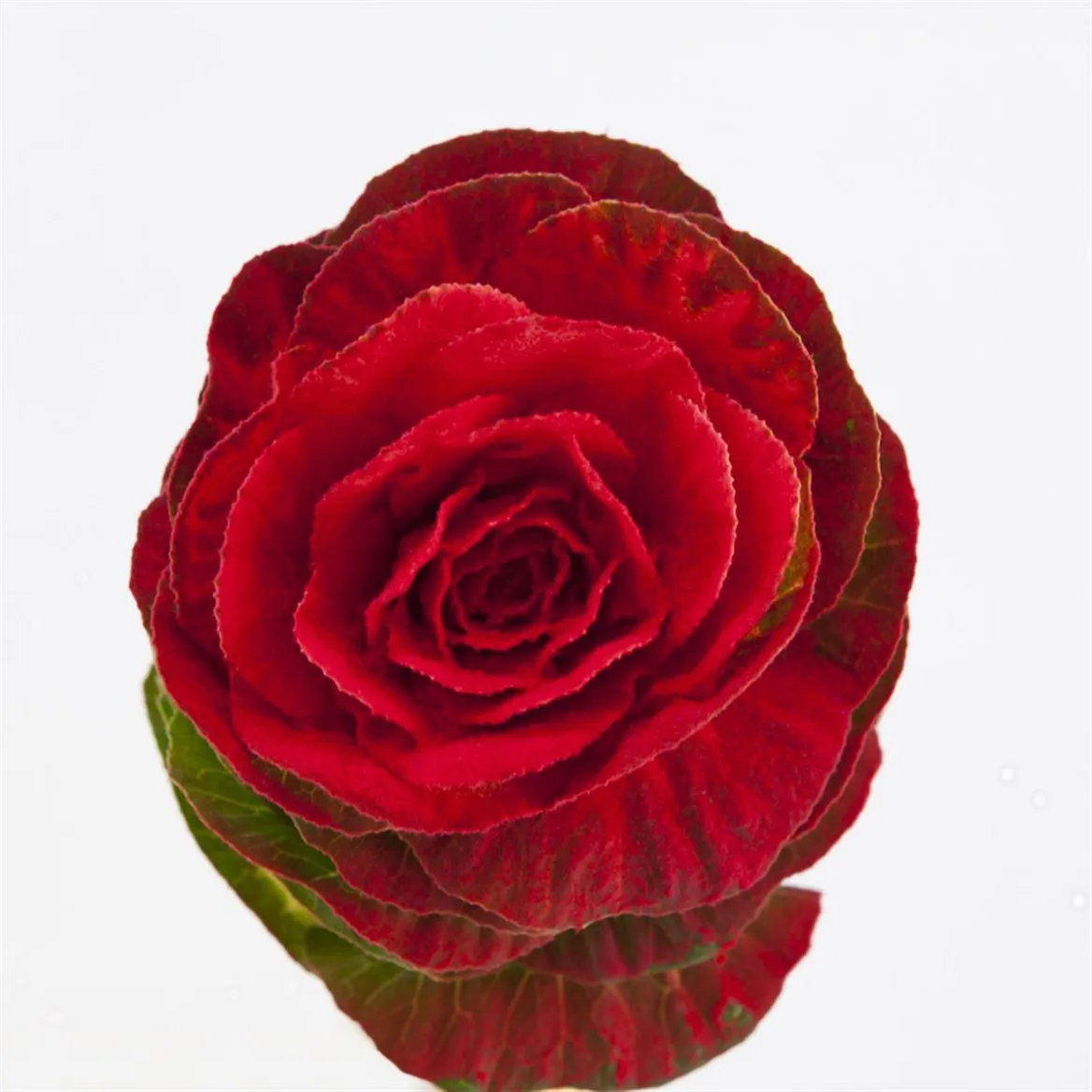 Brassica Powdered Red Glitter • 60 cm