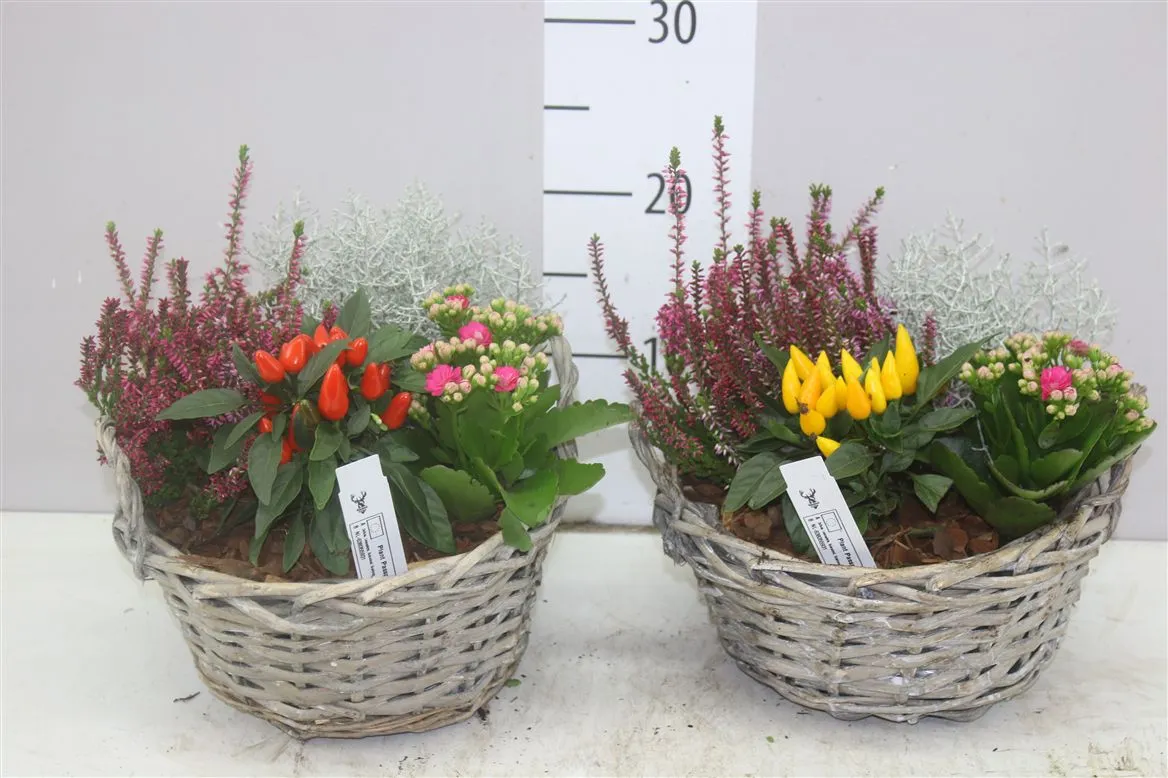Arr Tuinplanten In Rieten Mand • črepník 23 cm