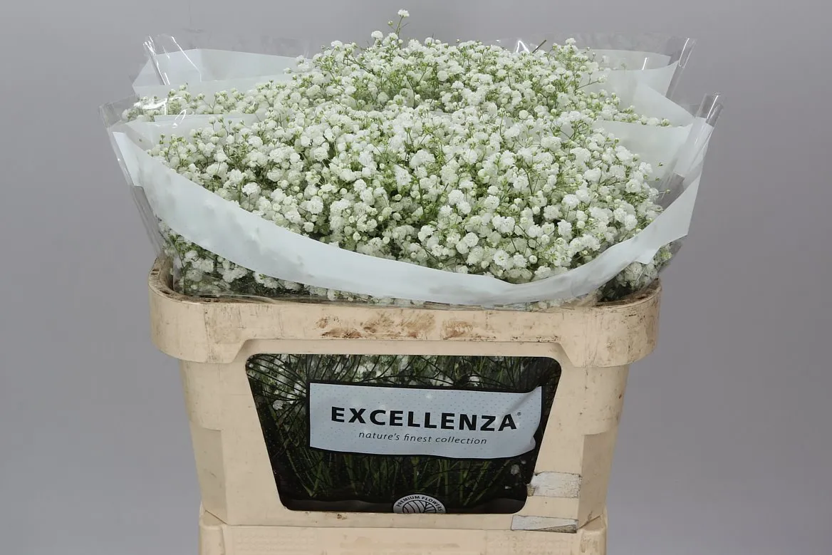 Gyps Xlence Ex 25 Gr • 75 cm