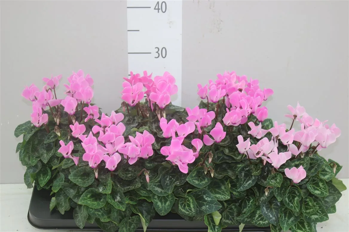 Cyclamen Kl Midi Roze • črepník 13 cm
