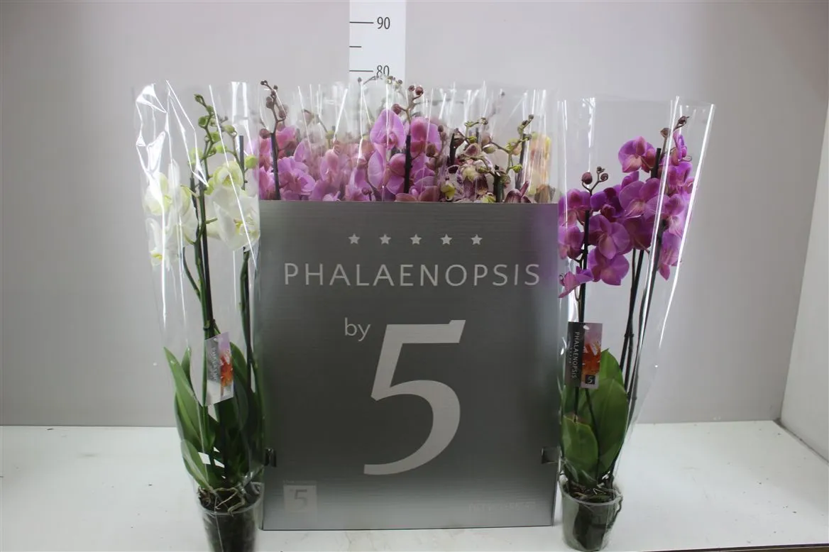 Phal Gemengd 3 Tak Ex • črepník 12 cm