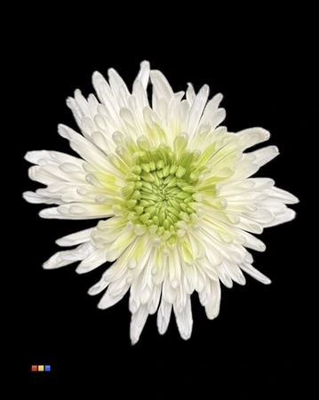 Chryzantéma veľkokvetá Ana White + Lime Green • 70 cm