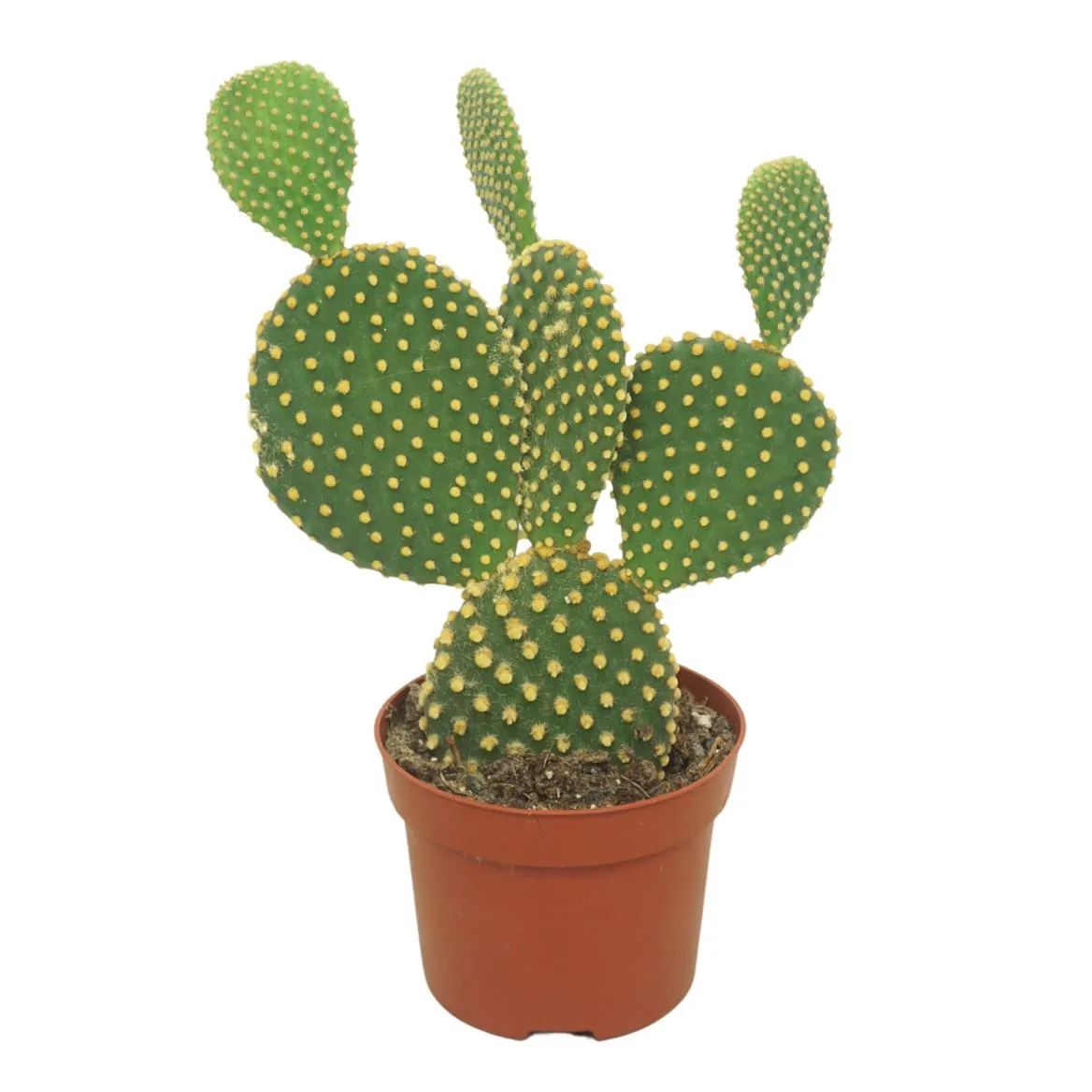 Opuntia Microdasys • črepník 12 cm