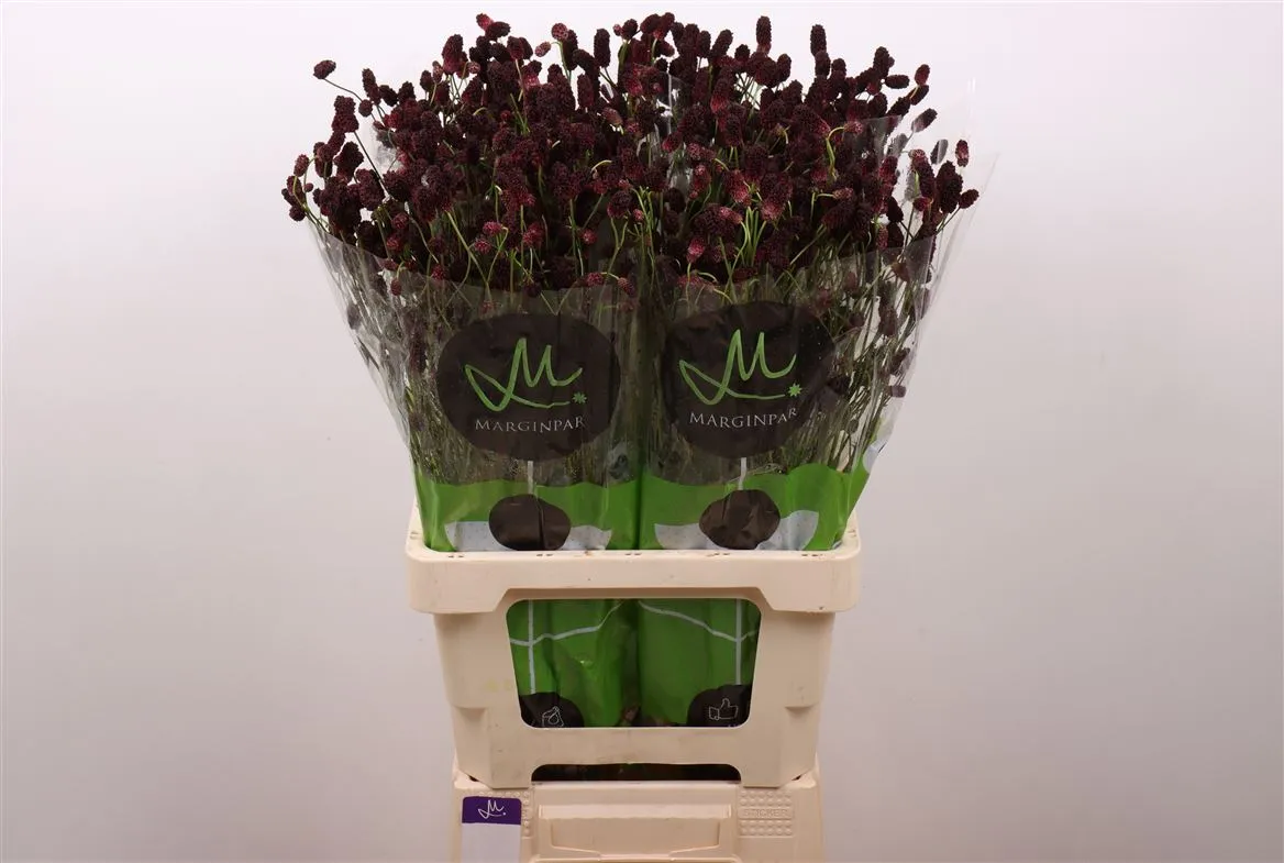 Sanguisorba Of Bl Dream Sel • 70 cm
