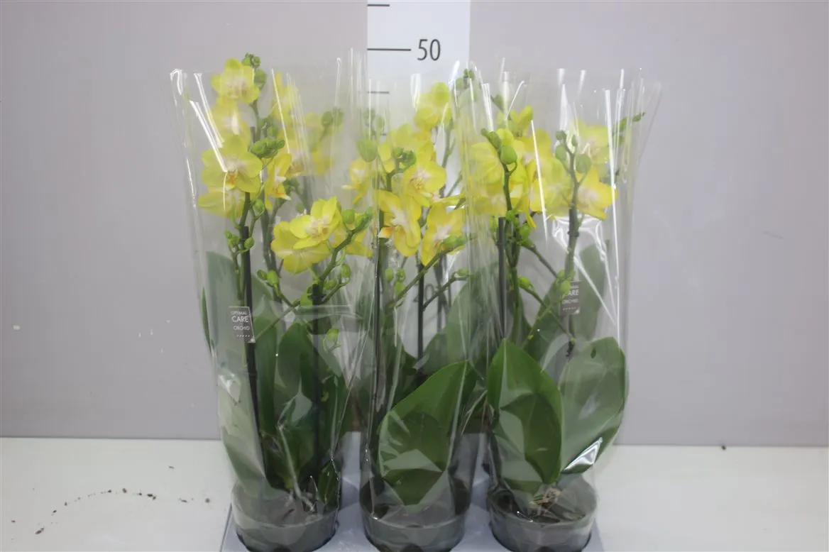 Orchidea Phalaenopsis Mtfl Arezzo, 2 výhony • črepník 12 cm