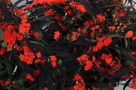 Euphorbia F T Ruby Red • 75 cm