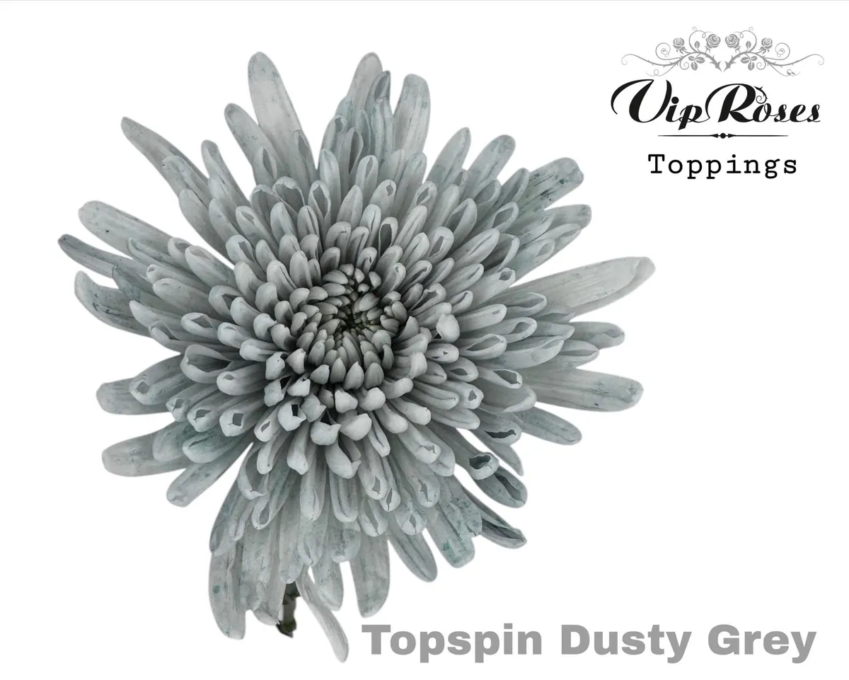 Chryzantéma veľkokvetá Topspin Dusty Grey • 70 cm