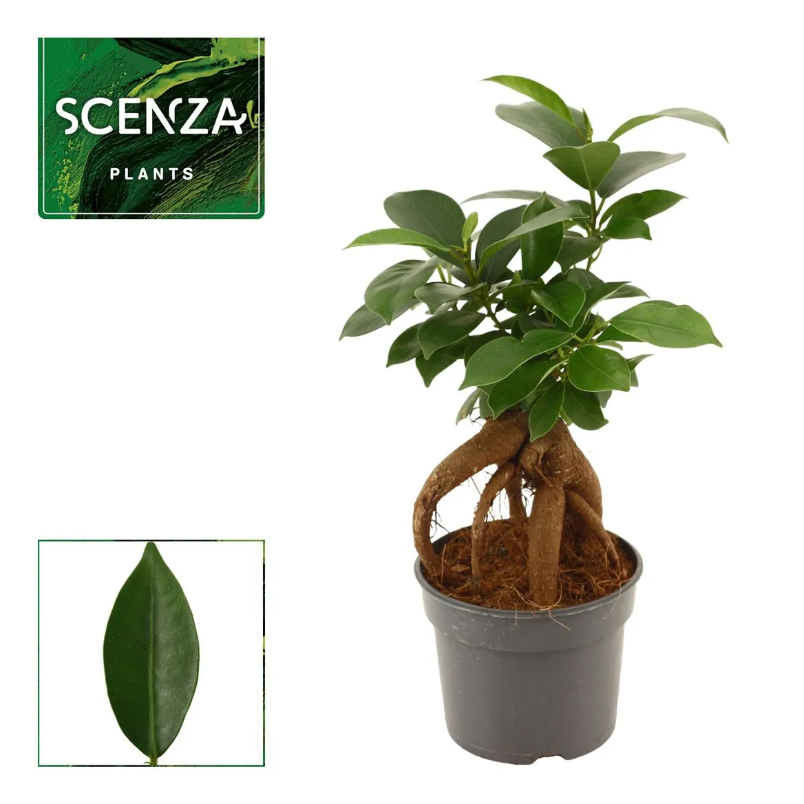 Ficus Ginseng • črepník 9 cm