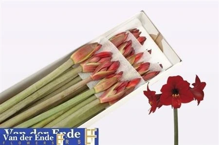 Amarylis (m) Rapido • 75 cm