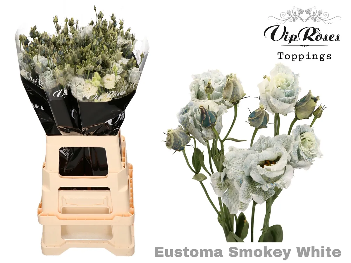 Eustóma plnokvetá Alissa Smokey White • 70 cm