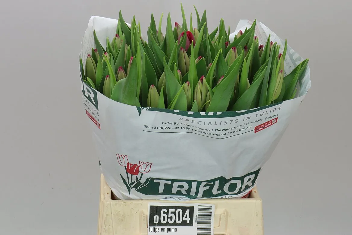 Tulipa En Puma • 44 cm