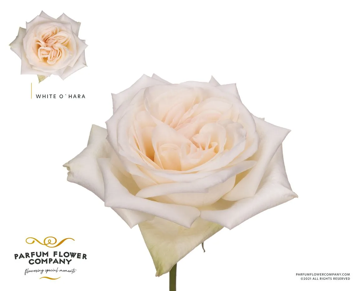 Ruža záhradná White Ohara • 50 cm